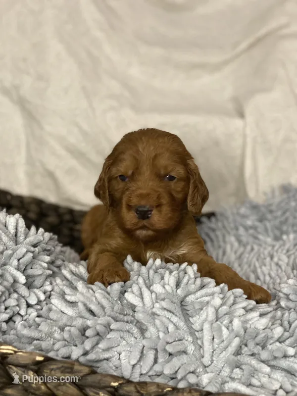 Fox, a male Irish Doodle for sale in Virginia Beach, VA – Photo 1 of 1