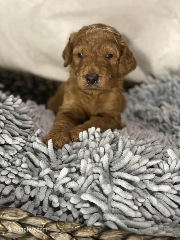 Gallegher, a female Irish Doodle for sale in Virginia Beach, VA – Photo 1 of 1