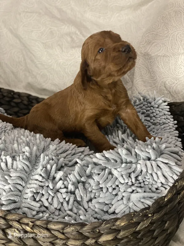 Vaughn , a female Irish Doodle for sale in Virginia Beach, VA – Photo 1 of 2