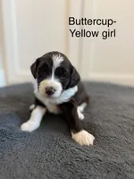 Buttercup, a female Sheepadoodle for sale in Wichita, KS – Photo 3 of 3