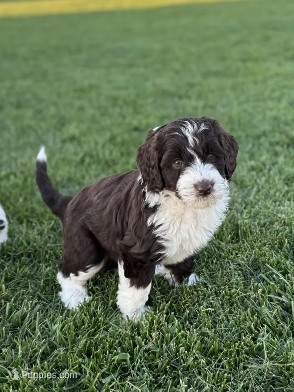 Buttercup – Sheepadoodle puppy for sale in Wichita, KS