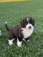 Buttercup, a female Sheepadoodle for sale in Wichita, KS – Photo 1 of 3