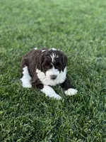 Buttercup, a female Sheepadoodle for sale in Wichita, KS – Photo 2 of 3
