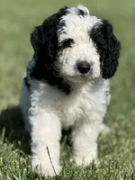 Oak, a male Sheepadoodle for sale in Wichita, KS – 2 of 5