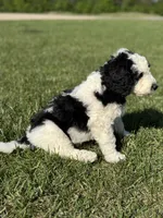 Oak, a male Sheepadoodle for sale in Wichita, KS – 3 of 5