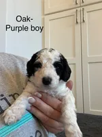 Oak, a male Sheepadoodle for sale in Wichita, KS – Photo 2 of 2