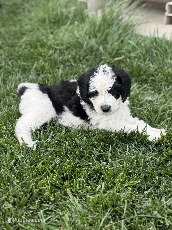 Oak – Sheepadoodle puppy for sale in Wichita, KS