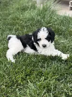 Oak, a male Sheepadoodle for sale in Wichita, KS – Photo 1 of 2