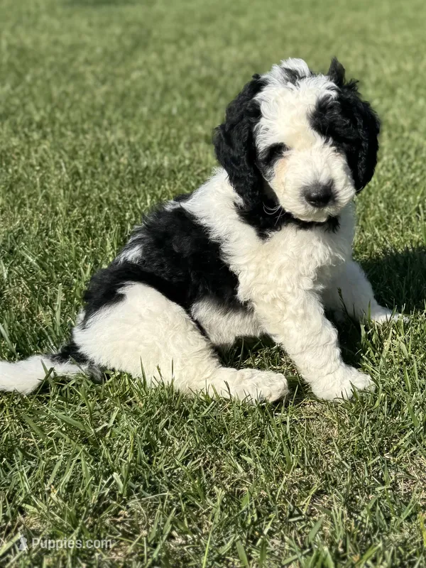 Oak – Sheepadoodle puppy for sale in Wichita, KS