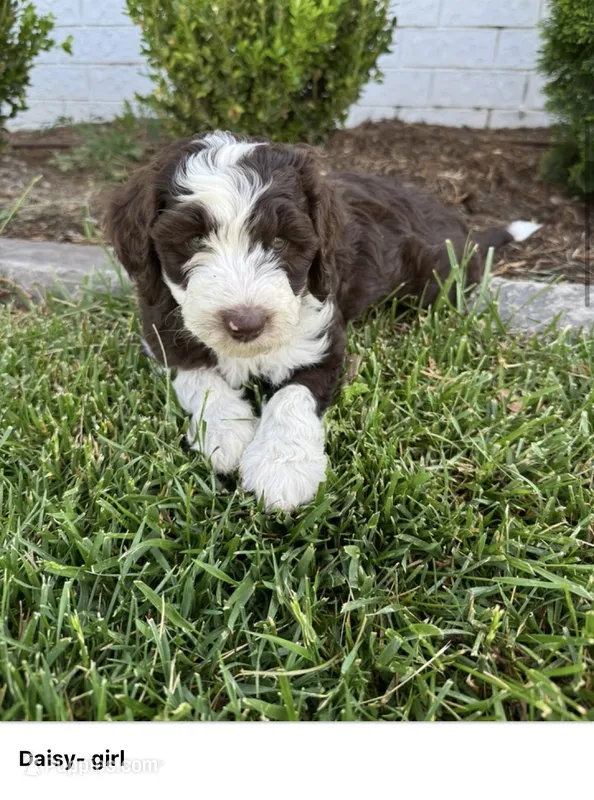 Daisy – Sheepadoodle puppy on hold in Wichita, KS
