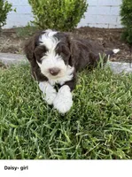 Daisy, a female Sheepadoodle for sale in Wichita, KS – 1 of 3