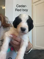 Cedar, a male Sheepadoodle for sale in Wichita, KS – Photo 2 of 2