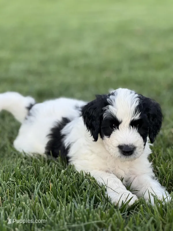 Cedar – Sheepadoodle puppy for sale in Wichita, KS