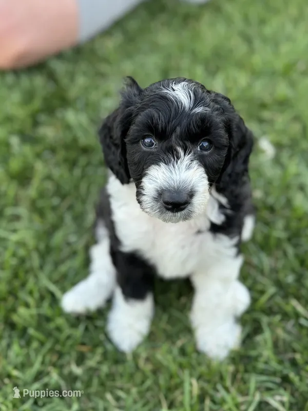 Walnut – Sheepadoodle puppy for sale in Wichita, KS