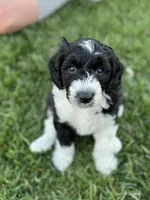 Walnut, a male Sheepadoodle for sale in Wichita, KS – Photo 1 of 3