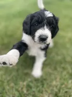 Walnut, a male Sheepadoodle for sale in Wichita, KS – Photo 2 of 3