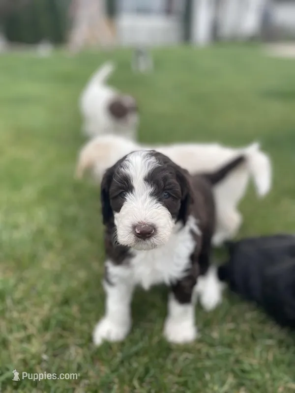 Daisy – Sheepadoodle puppy for sale in Wichita, KS