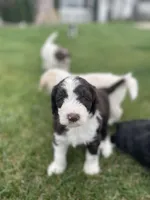 Daisy, a female Sheepadoodle for sale in Wichita, KS – Photo 1 of 2