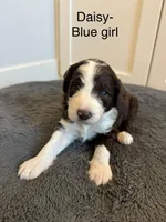 Daisy, a female Sheepadoodle for sale in Wichita, KS – Photo 2 of 2