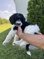Spruce, a male Sheepadoodle for sale in Wichita, KS – 4 of 6
