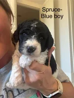 Spruce, a male Sheepadoodle for sale in Wichita, KS – Photo 2 of 2