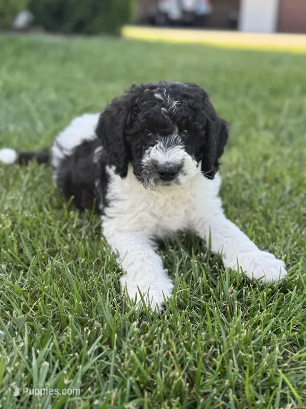 Spruce – Sheepadoodle puppy for sale in Wichita, KS