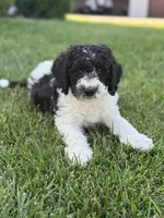 Spruce, a male Sheepadoodle for sale in Wichita, KS – 1 of 6