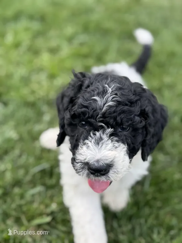 Spruce, a male Sheepadoodle for sale in Wichita, KS – Photo 1 of 2