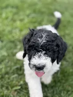 Spruce, a male Sheepadoodle for sale in Wichita, KS – Photo 1 of 2