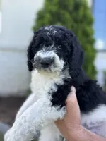 Spruce, a male Sheepadoodle for sale in Wichita, KS – 2 of 6