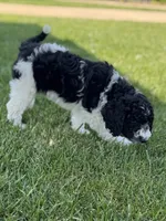 Spruce, a male Sheepadoodle for sale in Wichita, KS – 5 of 6