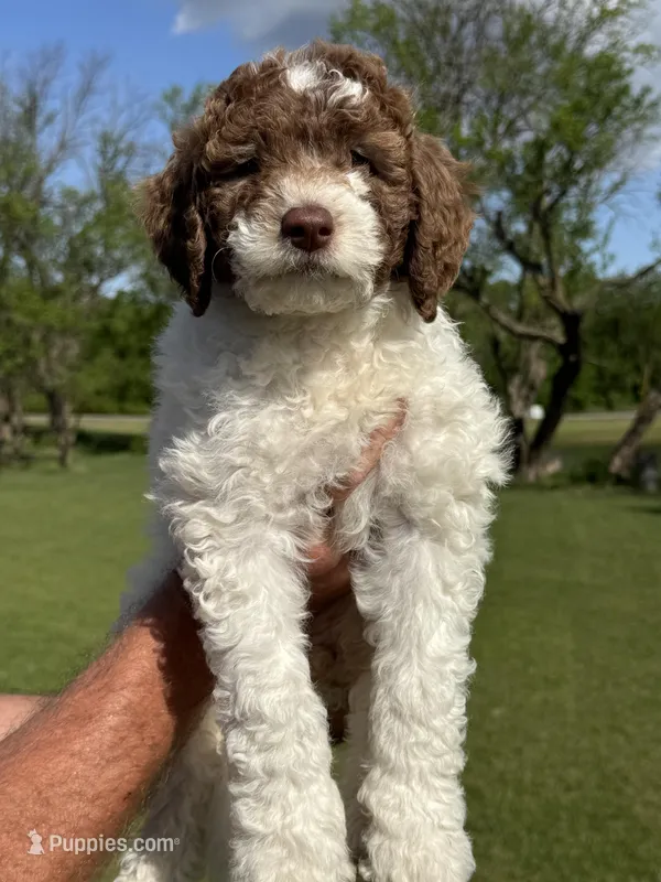 Lily – Sheepadoodle puppy for sale in Wichita, KS