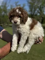 Lily, a female Sheepadoodle for sale in Wichita, KS – 2 of 7