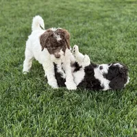 Lily, a female Sheepadoodle for sale in Wichita, KS – Photo 1 of 3