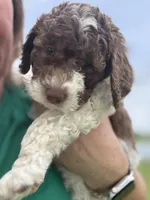Lily, a female Sheepadoodle for sale in Wichita, KS – Photo 2 of 3
