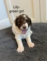 Lily, a female Sheepadoodle for sale in Wichita, KS – Photo 3 of 3