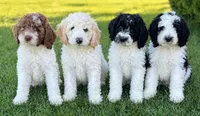 Lily, a female Sheepadoodle for sale in Wichita, KS – 4 of 7