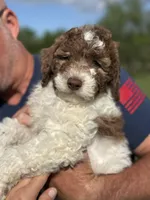 Lily, a female Sheepadoodle for sale in Wichita, KS – 3 of 7