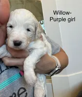 Willow, a female Sheepadoodle for sale in Wichita, KS – Photo 2 of 2