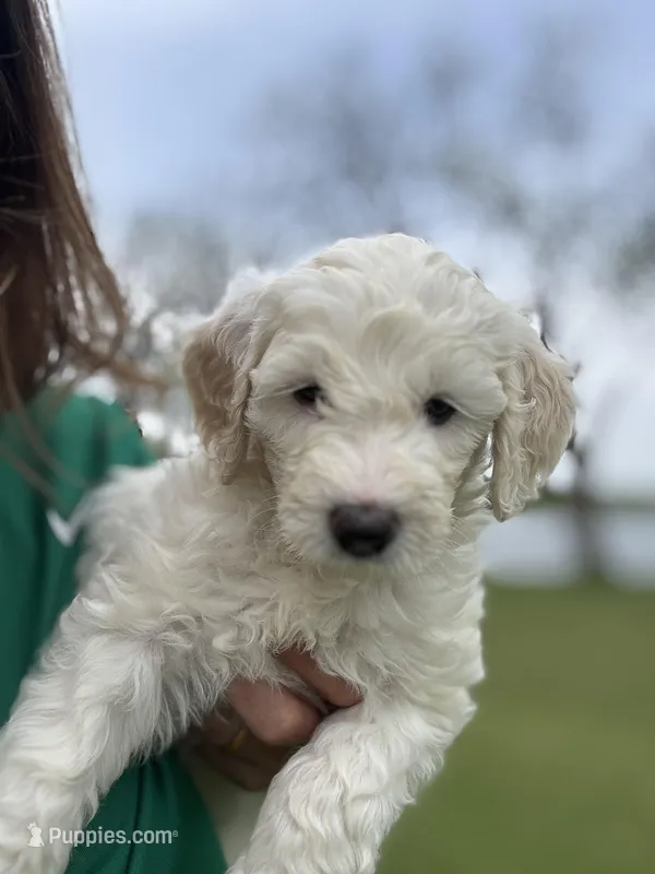 Willow – Sheepadoodle puppy for sale in Wichita, KS
