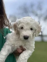 Willow, a female Sheepadoodle for sale in Wichita, KS – Photo 1 of 2