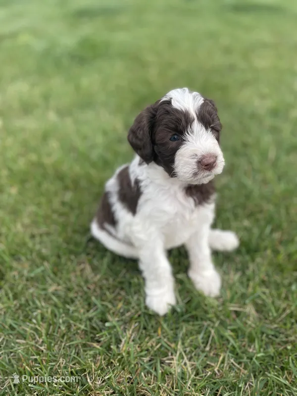 Poppy – Sheepadoodle puppy for sale in Wichita, KS