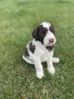 Poppy, a female Sheepadoodle for sale in Wichita, KS – Photo 1 of 2