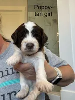 Poppy, a female Sheepadoodle for sale in Wichita, KS – Photo 2 of 2