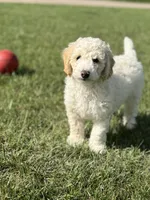 Ash, a male Sheepadoodle for sale in Wichita, KS – 4 of 6
