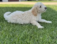 Ash, a male Sheepadoodle for sale in Wichita, KS – 3 of 6