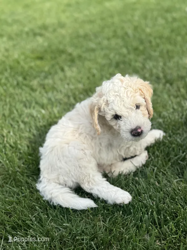 Ash – Sheepadoodle puppy for sale in Wichita, KS