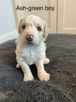 Ash, a male Sheepadoodle for sale in Wichita, KS – Photo 2 of 2