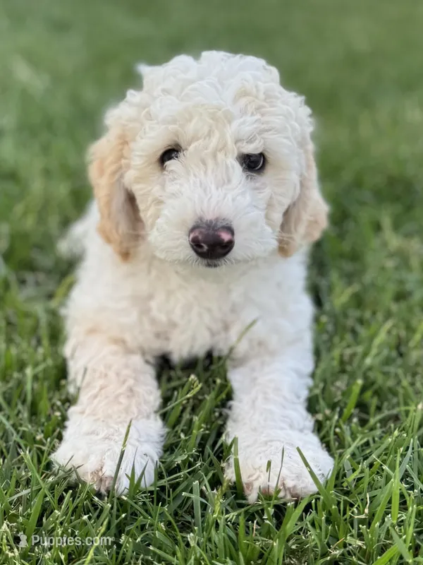 Ash – Sheepadoodle puppy for sale in Wichita, KS