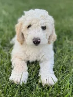 Ash, a male Sheepadoodle for sale in Wichita, KS – 1 of 6